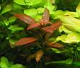 TN_ludwigia_peruensis