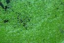 TN_duckweed