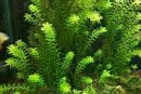 TN_rotala_indica_3d
