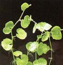 hydrocotyle