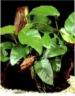 TN_Anubias_Barteri_Variegated