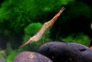Caridina_gracilirostris
