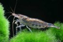 Caridina_japonica