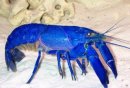 cherax_tenuimanus_blau